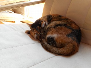 paw 051 paw 051